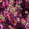 Glorious Gum Blossoms - Pink
