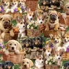 Puppies on a Basket - Furry Fun
